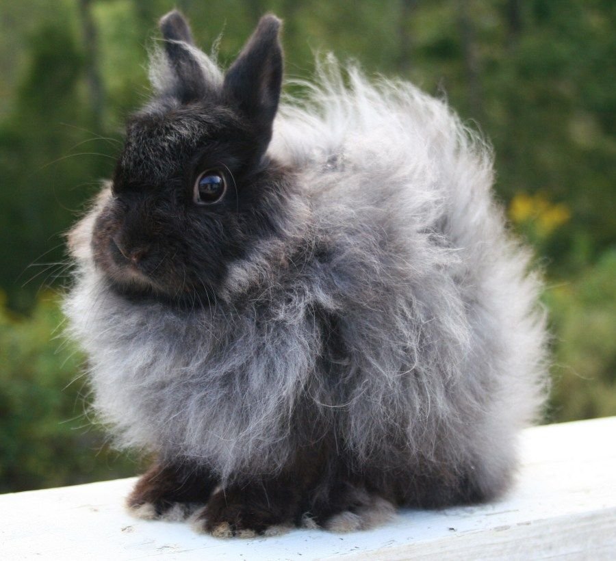 Jersey Woolly